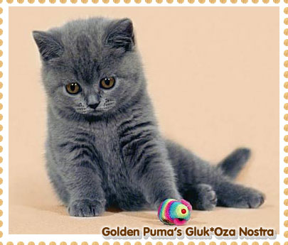 Golden Puma`s Gluk*Oza Nostra