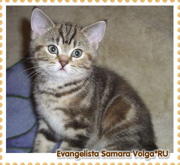 Evangelista Samara Volga*RU