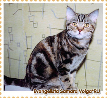 Evangelista Samara Volga*RU
